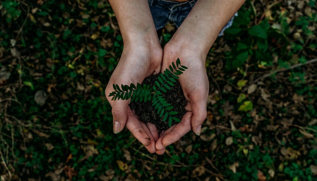 Greenwash. What is it?